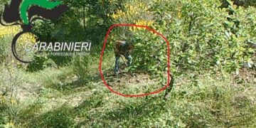 Villa Santa Maria, raccolta illegale tartufi: sanzioni di 12.000 euro e ritiro tesserini