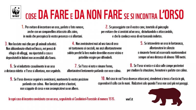 Orsa con un cucciolo inseguita da automobile a Roccaraso, WWF Abruzzo rinnova gli appelli per comportamenti corretti  