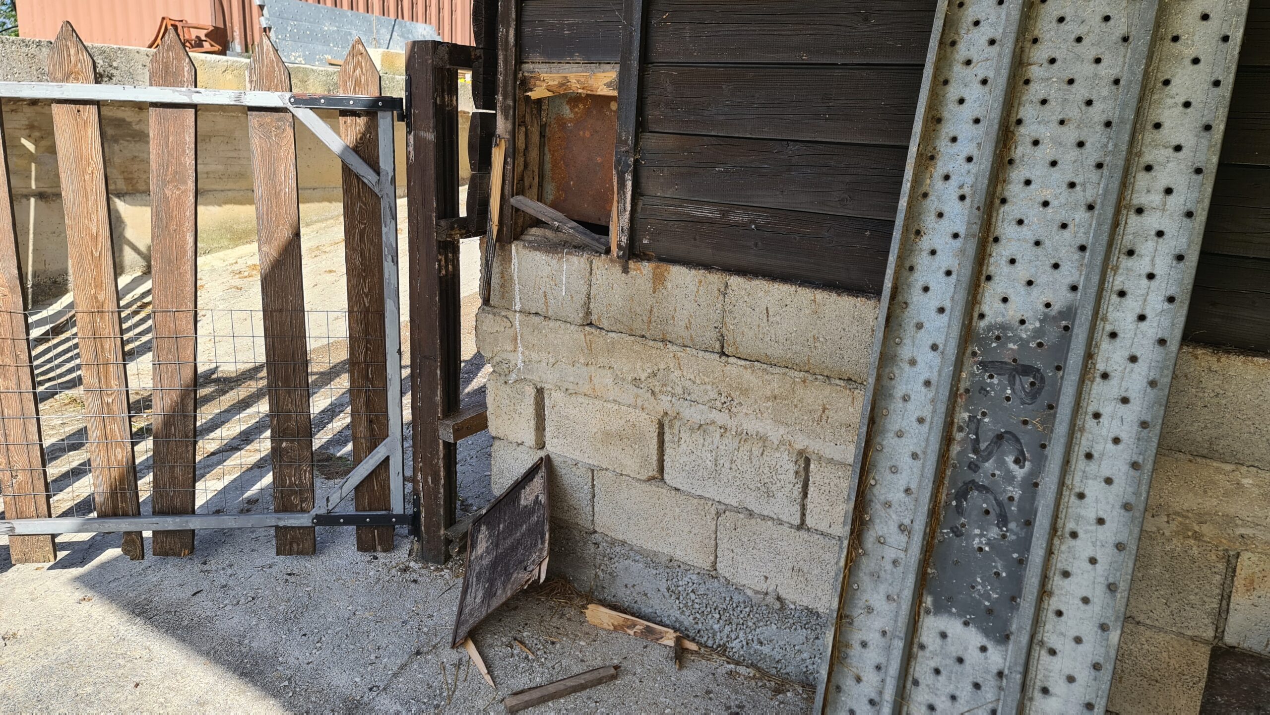 l'Orsa Bambina ed il suo cucciolo creano scompiglio a Castel di Sangro, il veterinario Asl D'Amico propone soluzioni al sindaco Caruso 