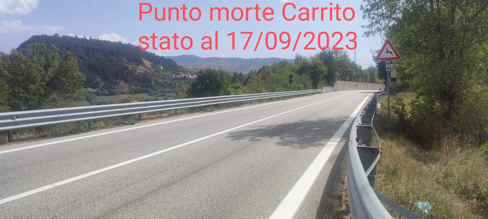 Orso Juan Carrito, la denuncia di Augusto De Sanctis: "Nessuna messa in sicurezza per i plantigradi sulla statale 17"
