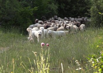 A Barrea si va sui sentieri della coesistenza: sulle tracce del lupo e accanto agli allevatori