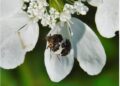 Matese, biodiversità, nuova specie, Anthrenus buonpanei, coleotteri, entomologia, ricerca scientifica, fauna, flora, ambiente, natura, Parco Nazionale del Matese, citizen science, Natural History Museum, Molise, Campania, conservazione, tutela del territorio